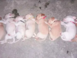 Cachorro raça Viralata idade 2 a 6 meses nome Flor
