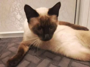 Gato raça Siamês idade 1 ano nome Mimi
