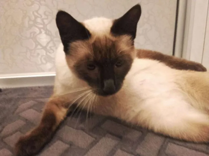 Gato ra a Siamês idade 1 ano nome Mimi