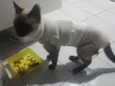 Mimi