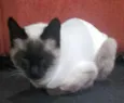 Mimi