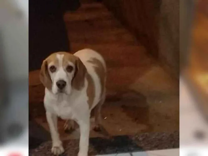 Cachorro ra a Beagle idade 6 ou mais anos nome Nina