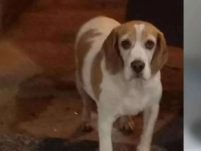 Cachorro ra a Beagle idade 6 ou mais anos nome Nina