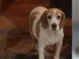 Nina
