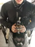 Cacau