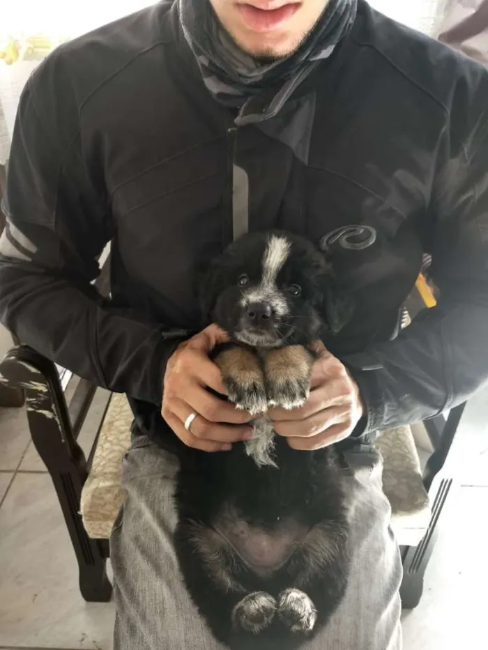 Cachorro ra a Srd idade Abaixo de 2 meses nome Cacau