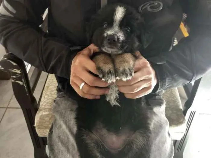 Cachorro ra a Srd idade Abaixo de 2 meses nome Cacau