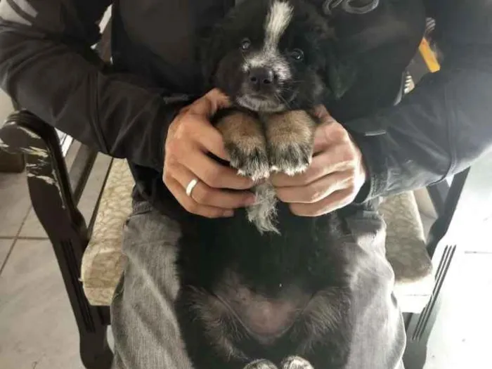 Cachorro ra a Srd idade Abaixo de 2 meses nome Cacau