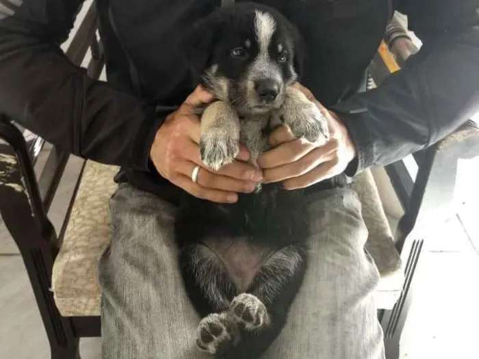Cachorro ra a Srd idade Abaixo de 2 meses nome Sem nome