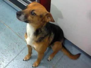 Cachorro raça Vira-lata idade 6 ou mais anos nome Apolo