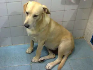 Cachorro raça Labrador idade 6 ou mais anos nome Bob