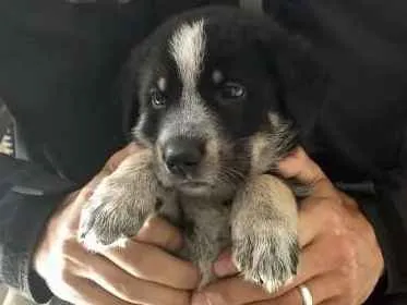 Cachorro ra a Srd idade Abaixo de 2 meses nome Sem nome
