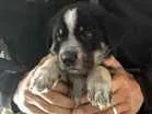 Cachorro raça Srd idade Abaixo de 2 meses nome Sem nome
