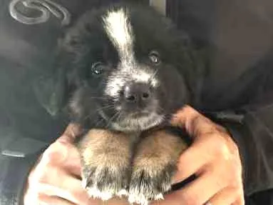 Cachorro ra a Srd idade Abaixo de 2 meses nome Cacau