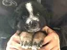 Cachorro raça Srd idade Abaixo de 2 meses nome Cacau