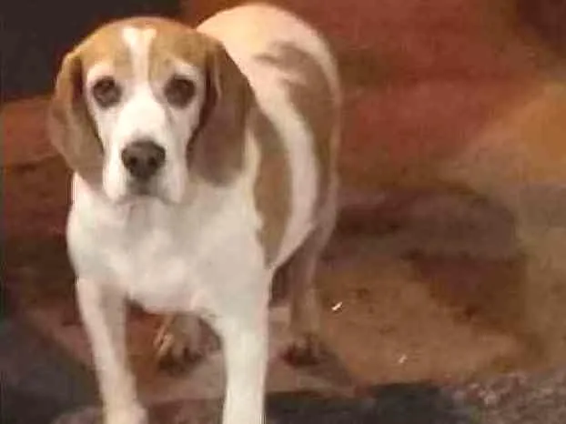 Cachorro ra a Beagle idade 6 ou mais anos nome Nina