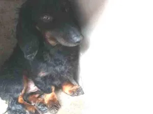 Cachorro raça Basset preto  idade 3 anos nome Ganchinho 