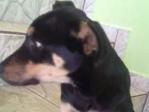 Cachorro raça  idade 2 a 6 meses nome Luke