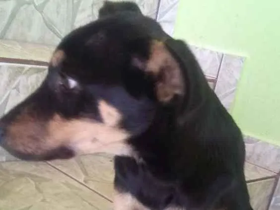 Cachorro ra a  idade 2 a 6 meses nome Luke