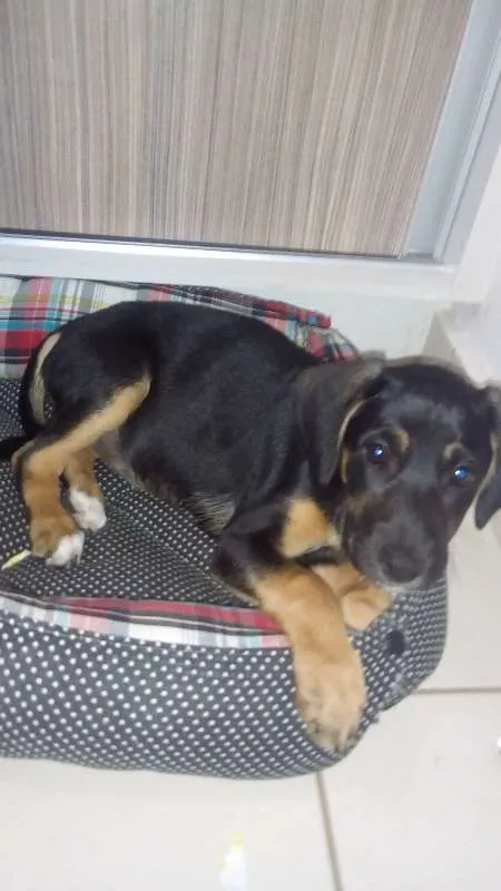 Cachorro raça Vira lata idade 2 a 6 meses nome Não tem nome