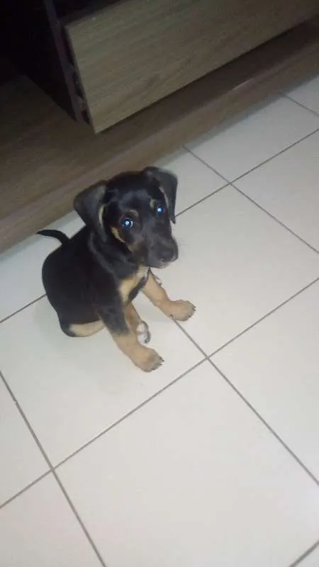 Cachorro raça Vira lata idade 2 a 6 meses nome Não tem nome