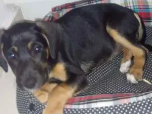 Cachorro raça Vira lata idade 2 a 6 meses nome Não tem nome
