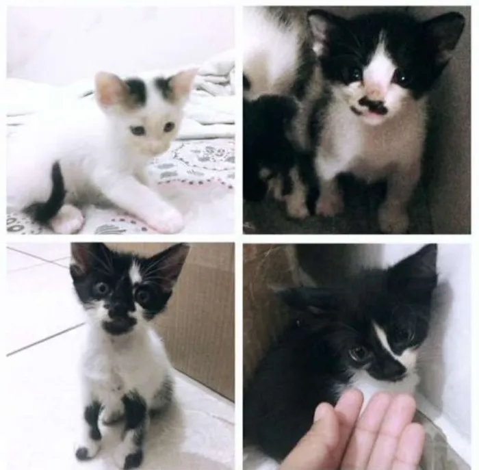 Gato ra a vira-lata idade Abaixo de 2 meses nome sem nomes