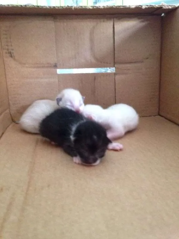 Gato raça  idade Abaixo de 2 meses nome filhotinhos sem nome