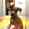 Jade