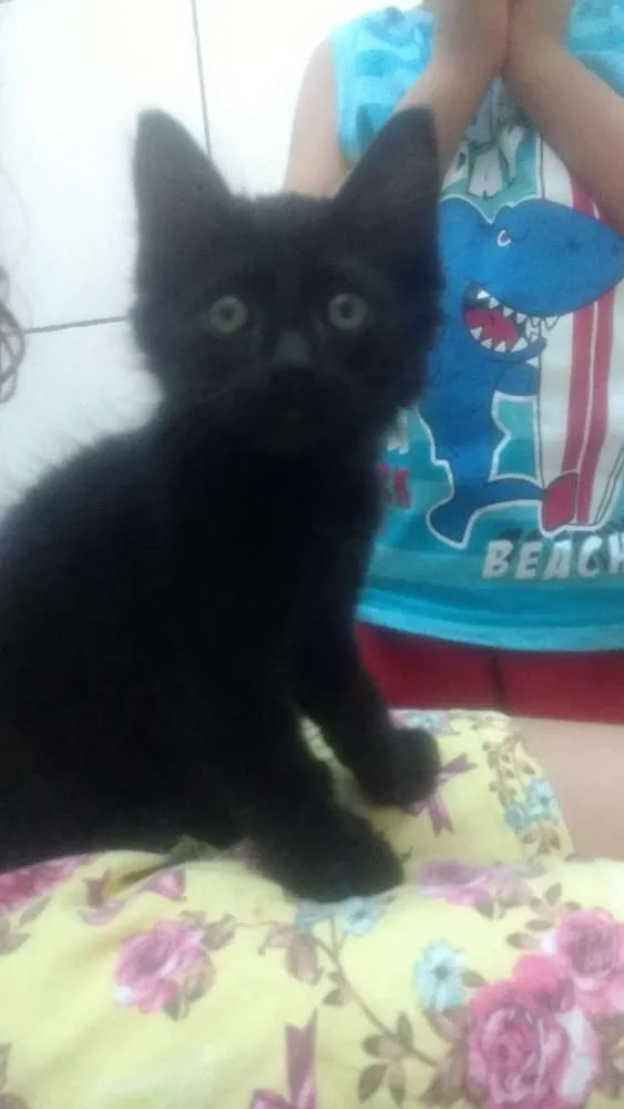 Gato ra a não sei a raça idade 2 a 6 meses nome Emma
