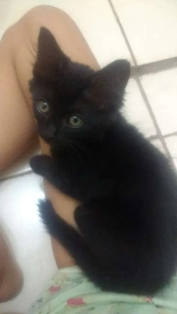 Gato ra a não sei a raça idade 2 a 6 meses nome Emma