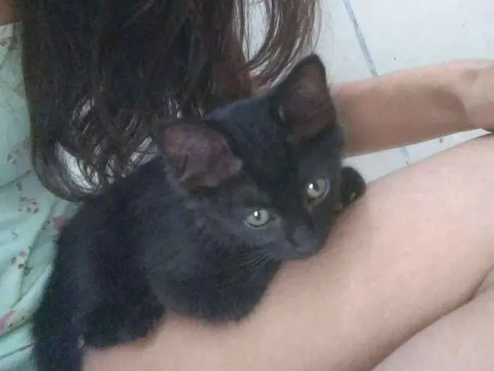 Gato ra a não sei a raça idade 2 a 6 meses nome Emma