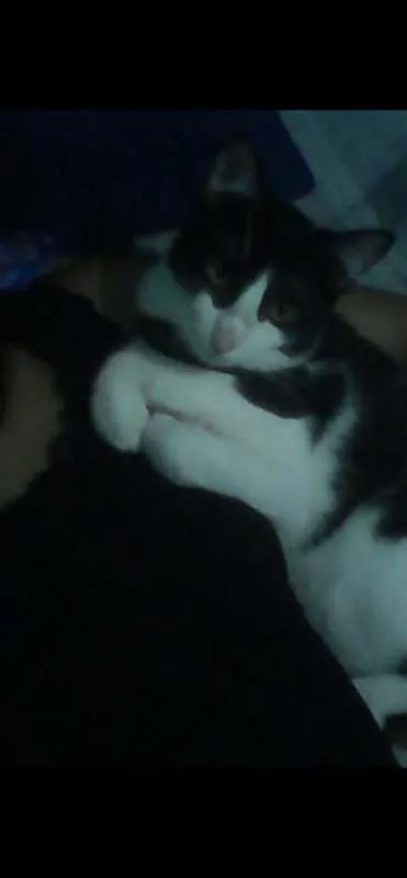 Gato raça frajolinha idade 1 ano nome Sherlock