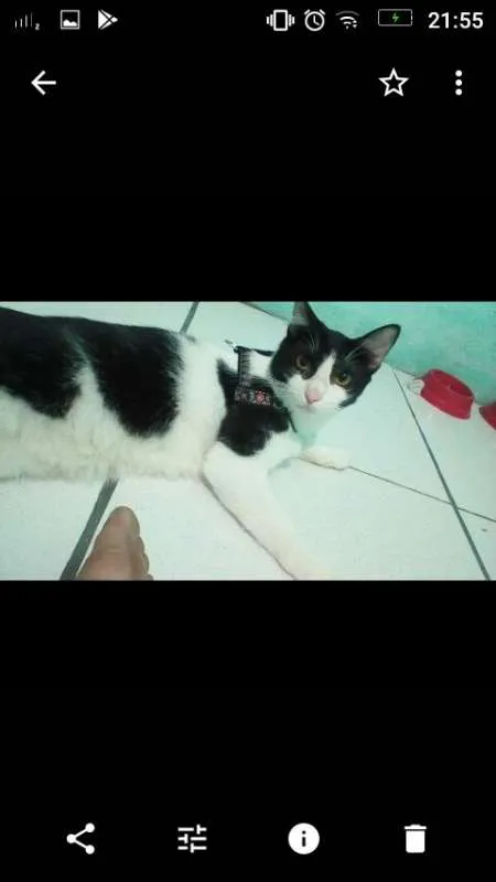 Gato raça frajolinha idade 1 ano nome Sherlock