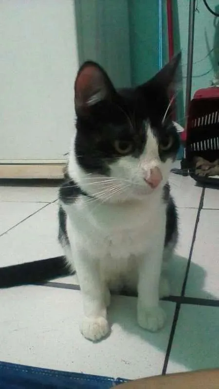 Gato raça frajolinha idade 1 ano nome Sherlock