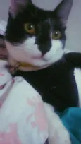 Bartô