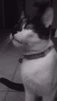 Bartô