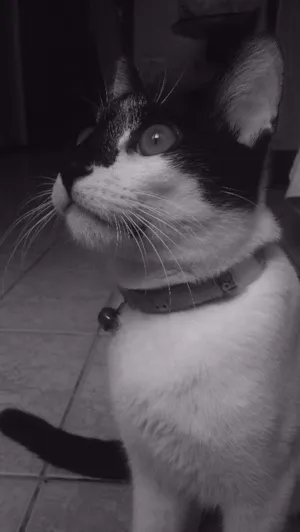 Gato raça  idade 2 a 6 meses nome Bartô