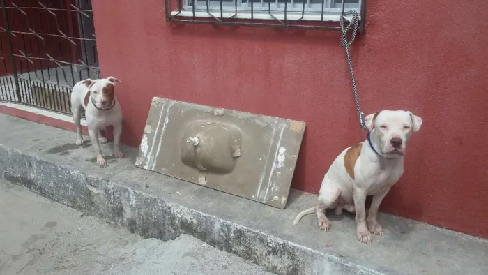 Cachorro raça Pitbull idade 7 a 11 meses nome Apolo e bardock