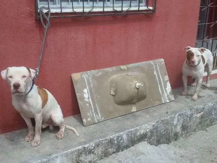 Cachorro raça Pitbull idade 7 a 11 meses nome Apolo e bardock