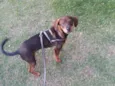 Bob