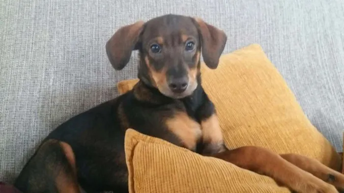 Cachorro ra a  idade 2 a 6 meses nome Bob
