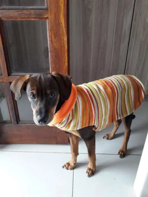 Cachorro ra a  idade 2 a 6 meses nome Bob