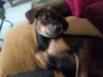 Bob