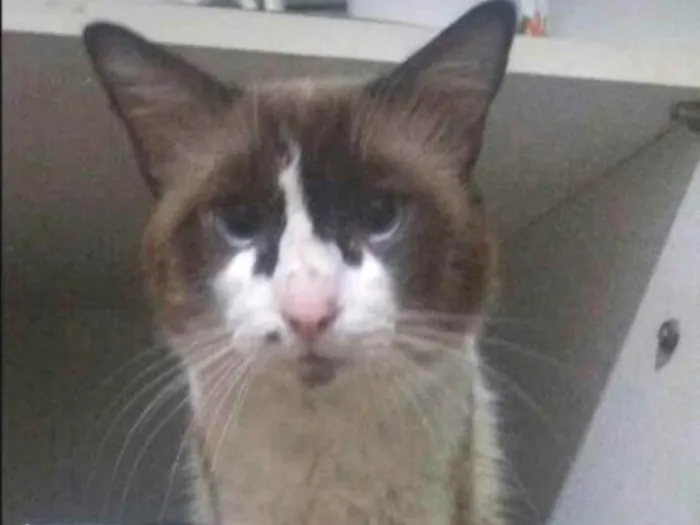 Gato ra a Siamês idade 5 anos nome ROBISÃO 