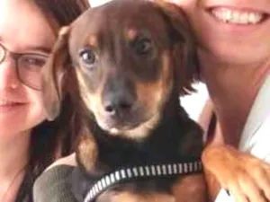Cachorro raça  idade 2 a 6 meses nome Bob