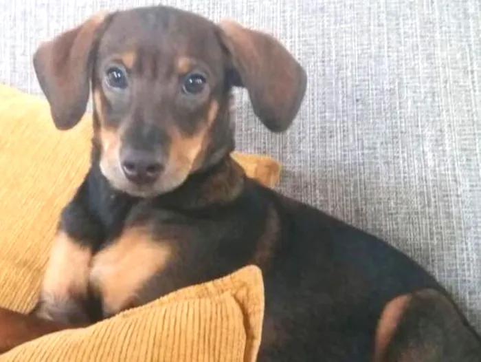Cachorro ra a  idade 2 a 6 meses nome Bob