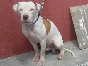 Cachorro raça Pitbull idade 7 a 11 meses nome Apolo e bardock