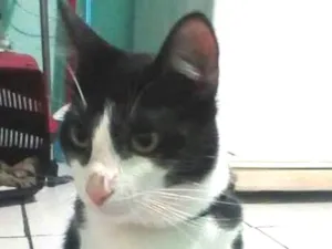 Gato raça frajolinha idade 1 ano nome Sherlock