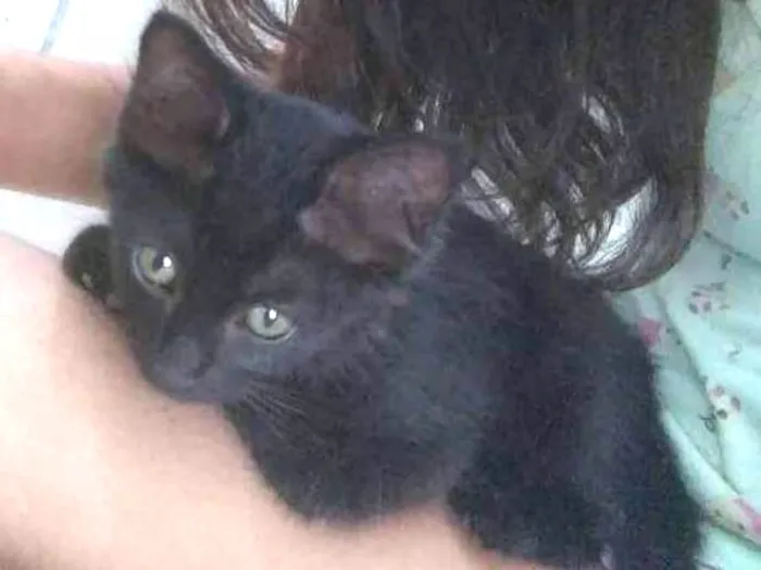 Gato ra a não sei a raça idade 2 a 6 meses nome Emma